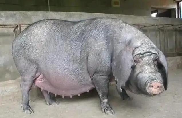 最新母猪品种介绍,探索猪妈妈的奇妙朋友圈