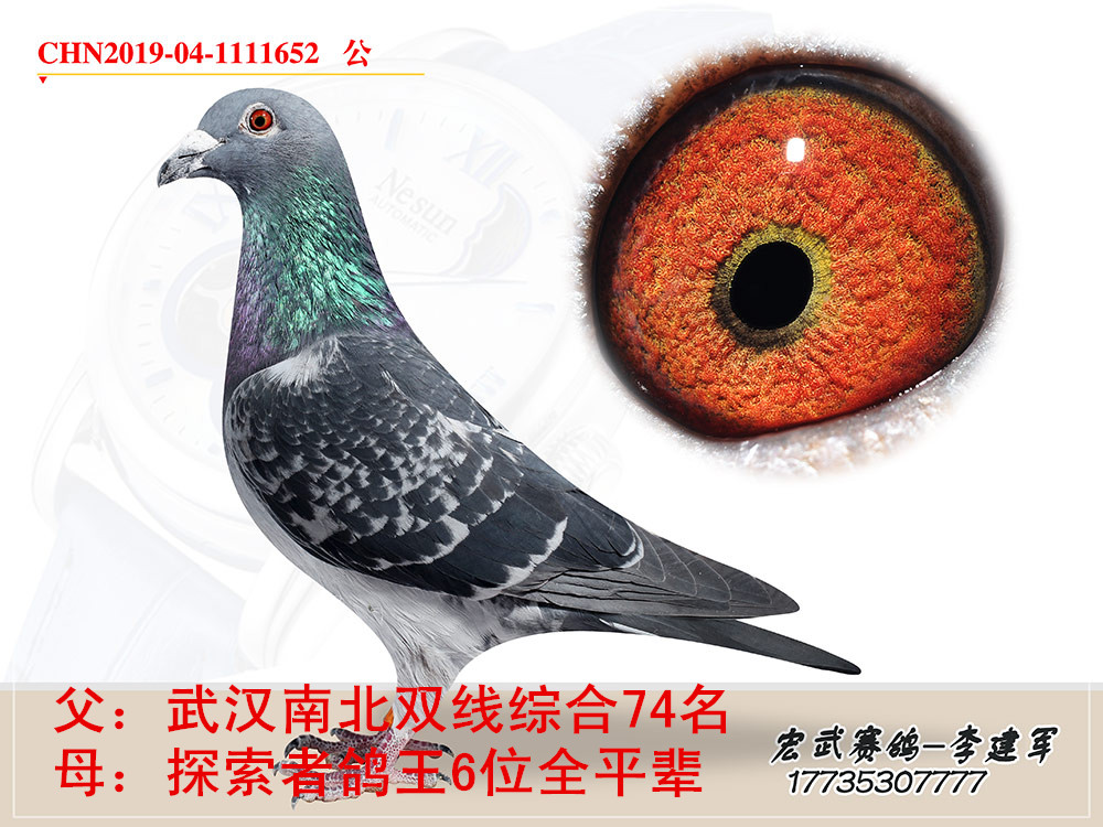 天门信鸽最新成绩揭秘，神秘小店展现信鸽运动魅力！